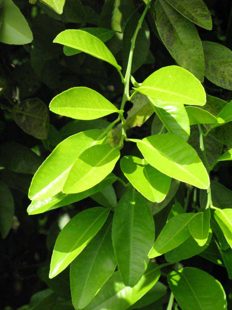                 Sun leaves (Winter Haven,   FL)   